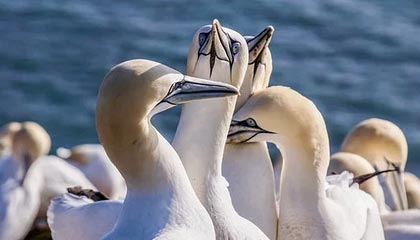 中超季末战术演变，各队争顶的棋局变化