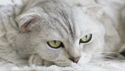 中超联赛的战术转变，各队教练的策略探讨