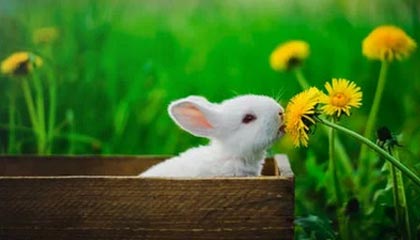 爱游戏下载_ 不同类型电竞赛事的特色与观众群体分析，电竞游戏比赛策划方案